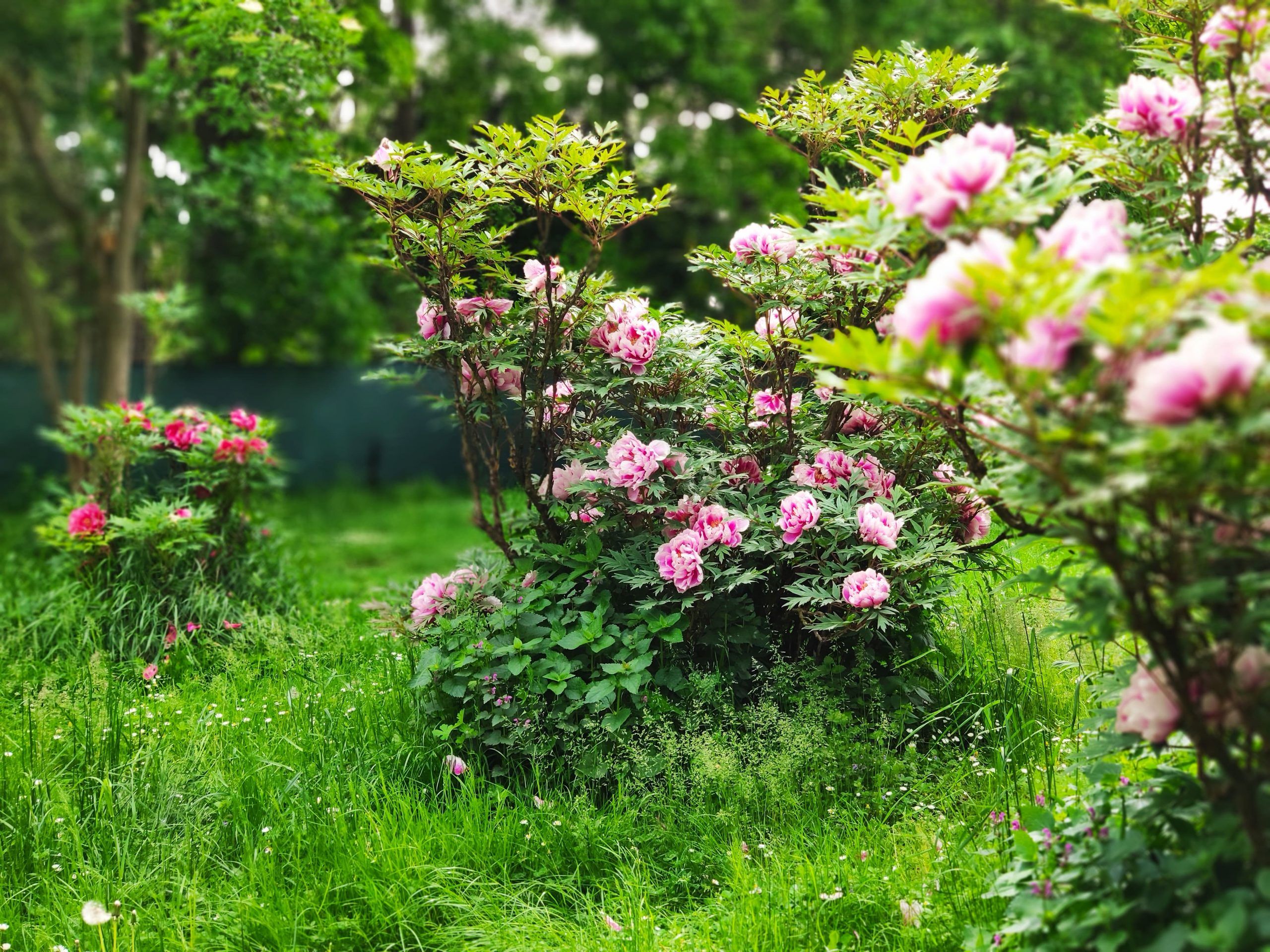 Sommerlicher Garten der Hochzeitslocation Helene am Kunigundberg